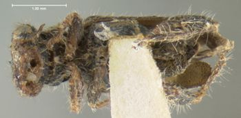 Media type: image;   Entomology 3567 Aspect: habitus ventral view